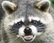 Image of a rabid raccoon